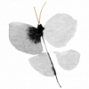 Schmetterling