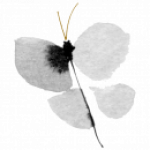 Schmetterling